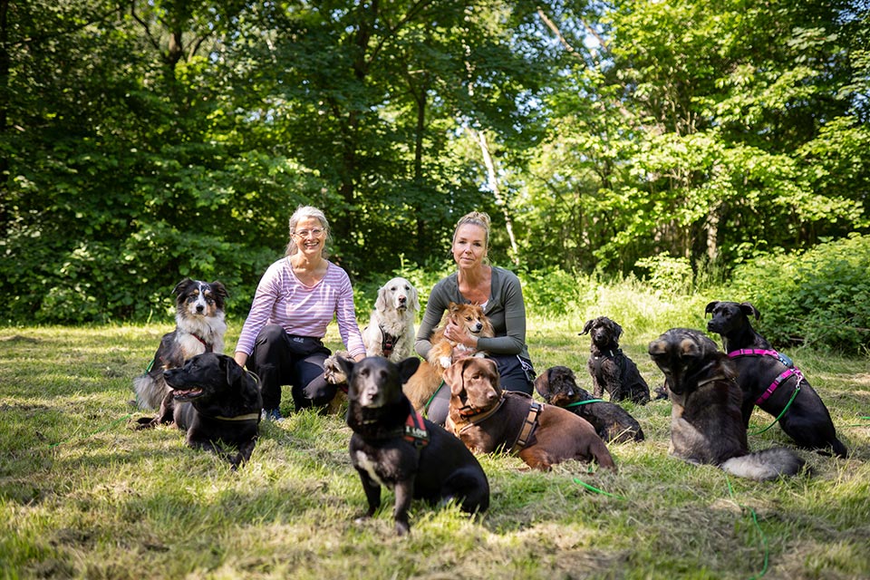 startseite gassi service norderstedt hamburg umgebung